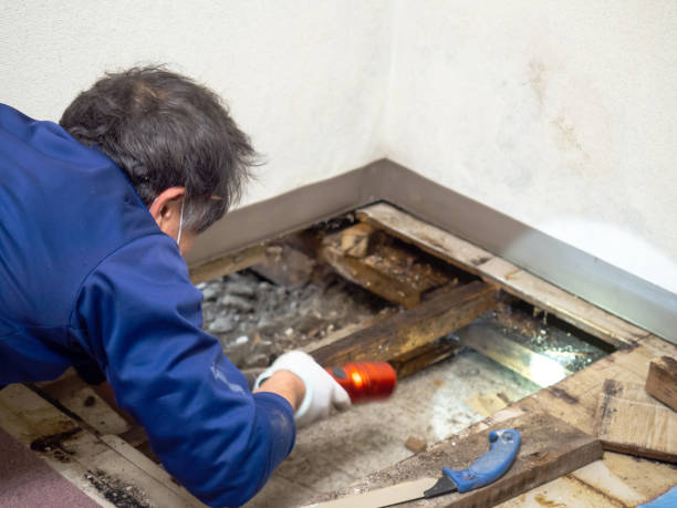 West New York, NJ Mold Removal Company