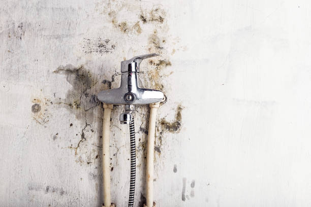 Best Toxic Mold Removal  in West New York, NJ
