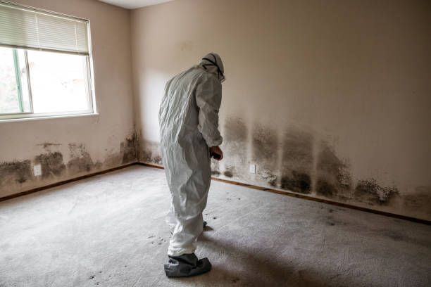 Best Mold Cleaning Services  in West New York, NJ