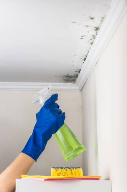 Best Mold Cleaning Services  in West New York, NJ